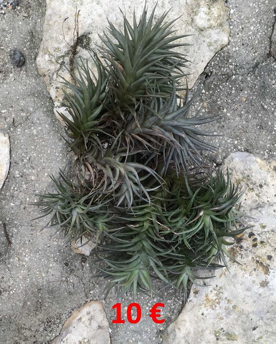 Plantas aereas (Tillandsia paucifolia)