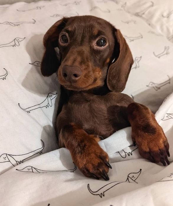 Шоколадні таксята бронювання.