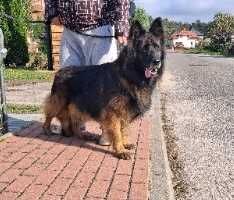 Owczarek niemiecki długowłosy suka bardzo mocna