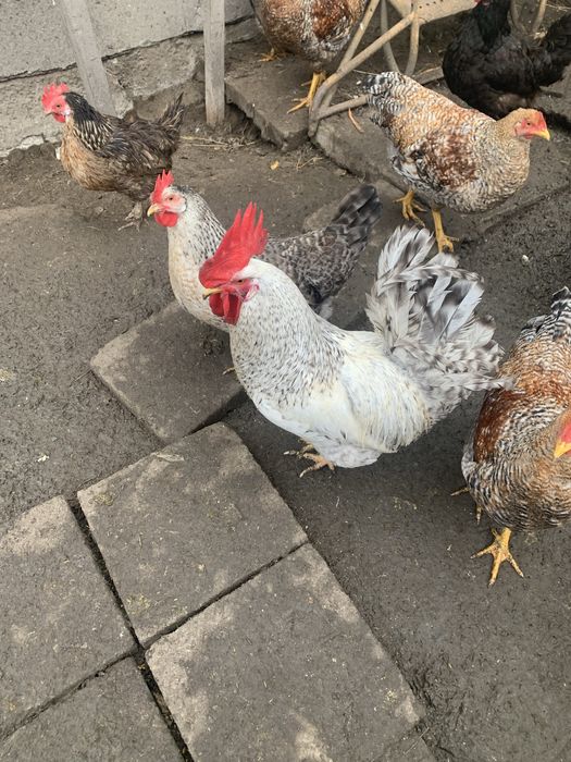 Продам кури бірківська барвиста.