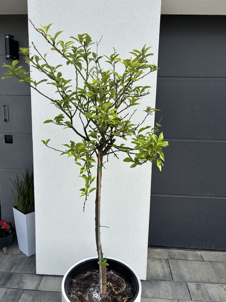 Drzewko cytrynowe cytryna 170 cm