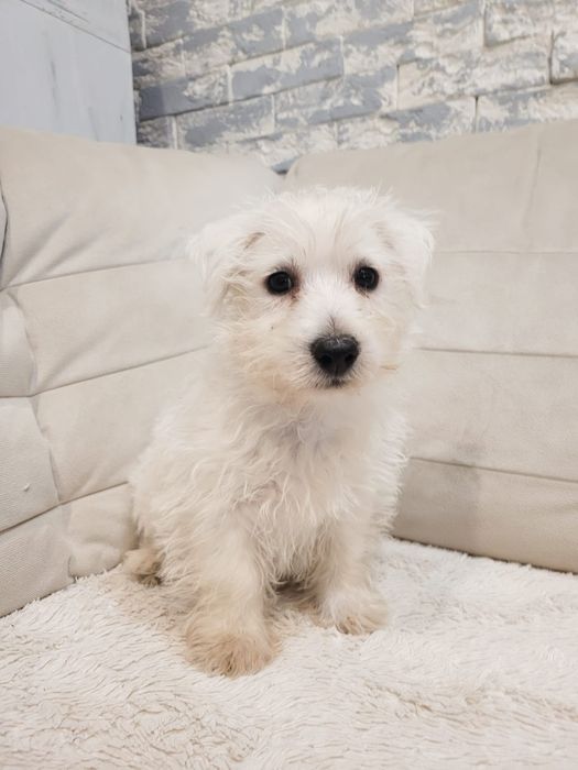 West highland white terrier
