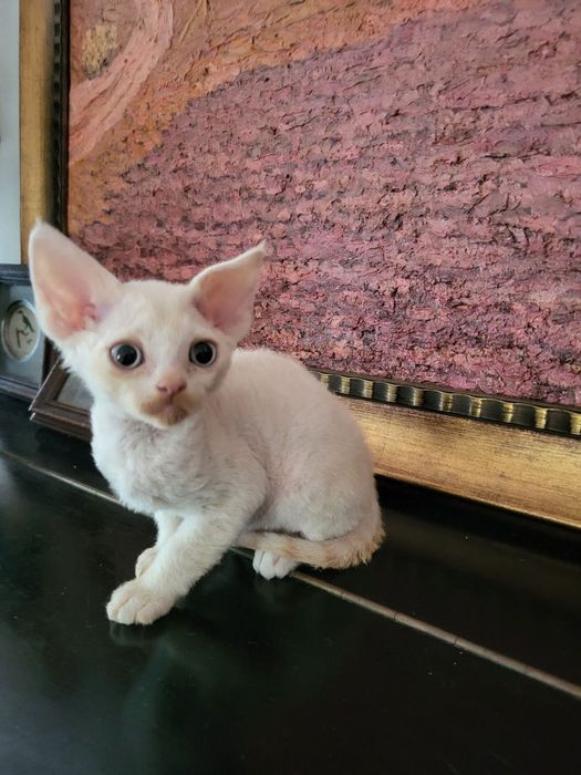 Devon Rex chlopec