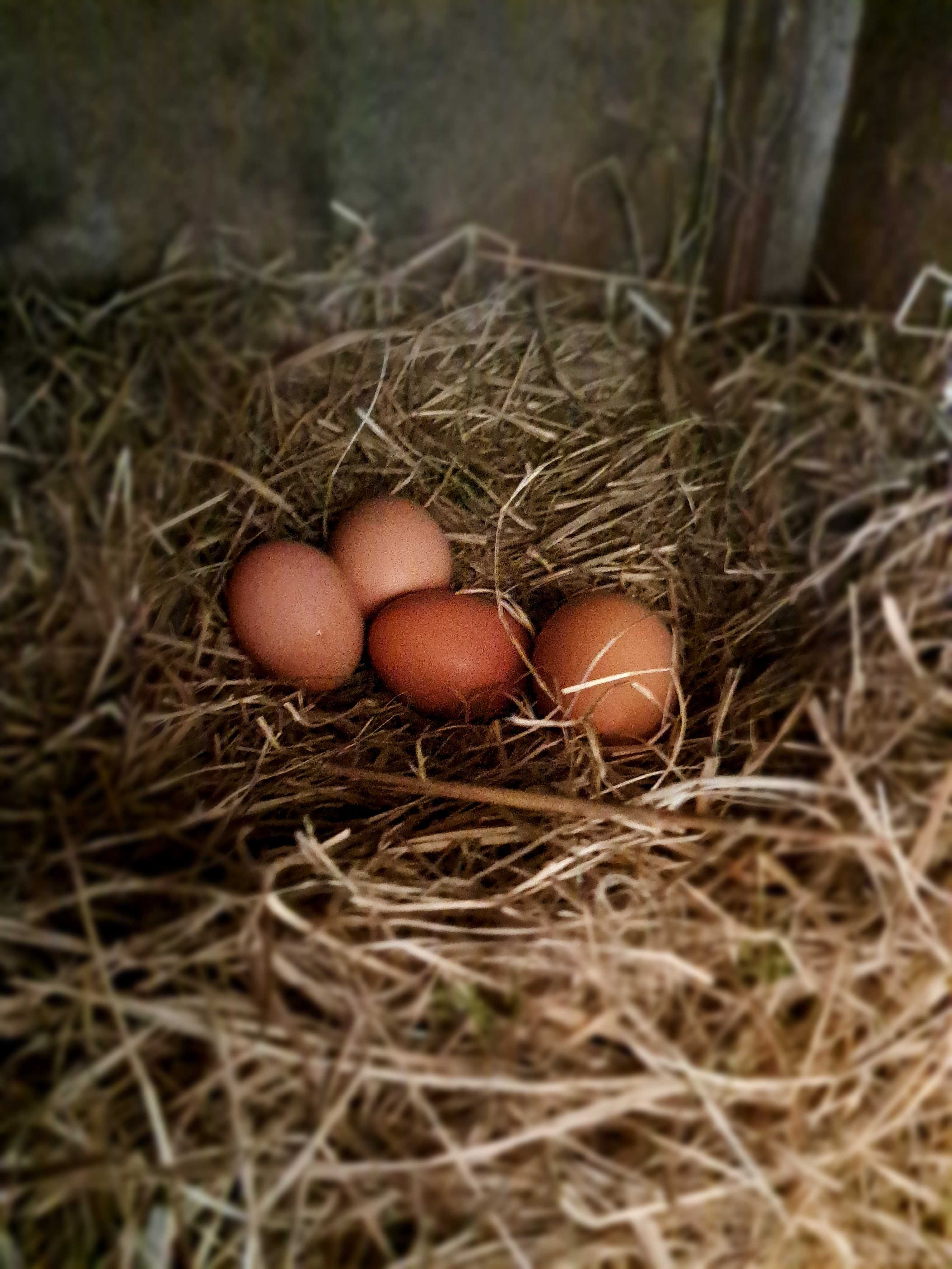 Курячі яйця молодих курочок