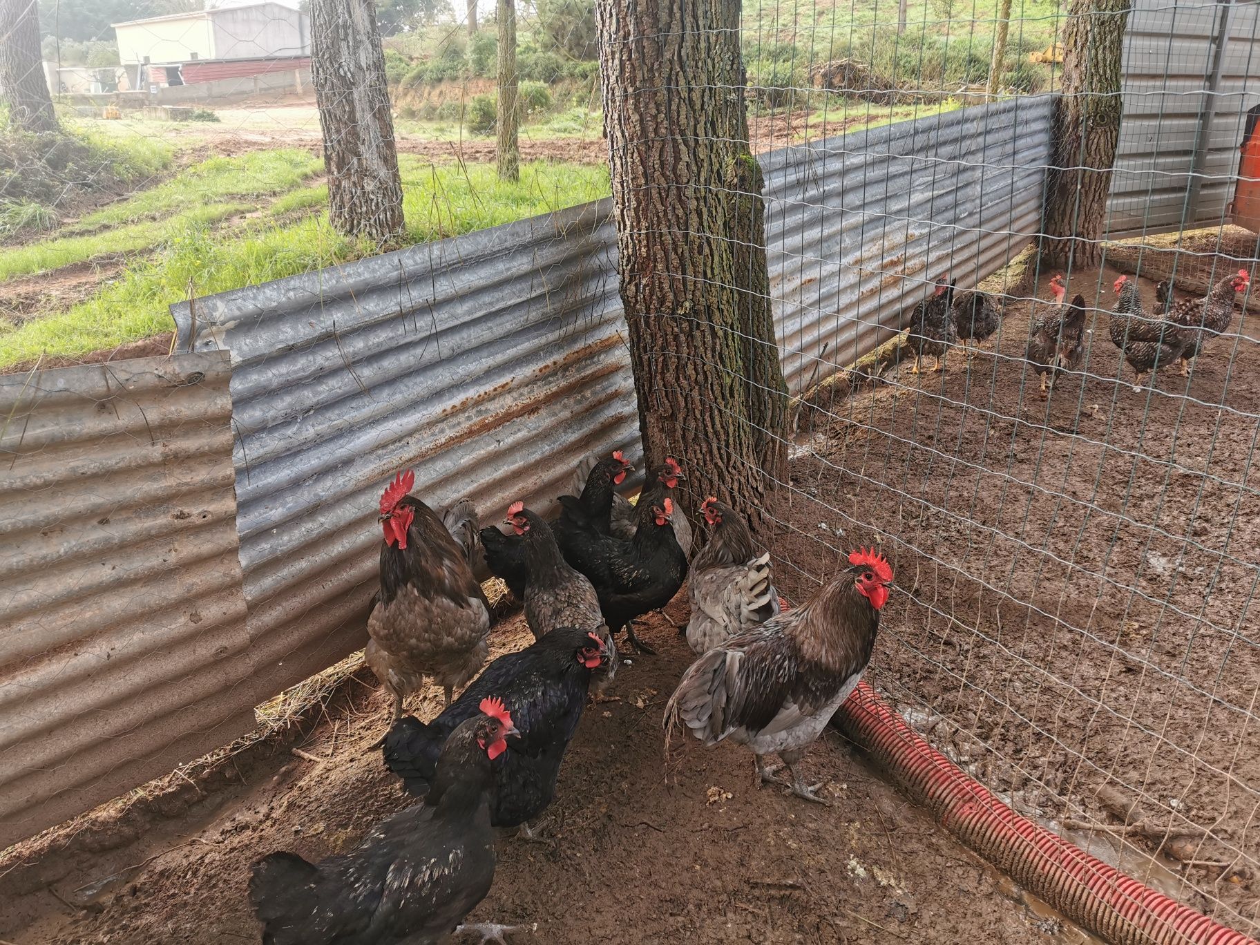 Ovos galados para incubação