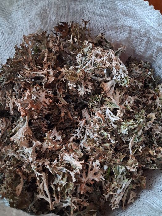 Ісландський мох перебраний 2025 листопад