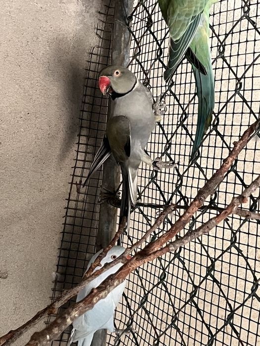 Casal de Ring Necks reprodurores