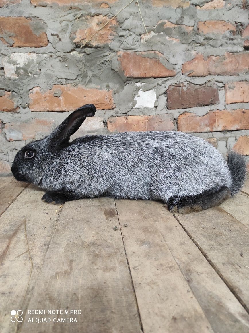 Кролі Кролики полтавське срібло