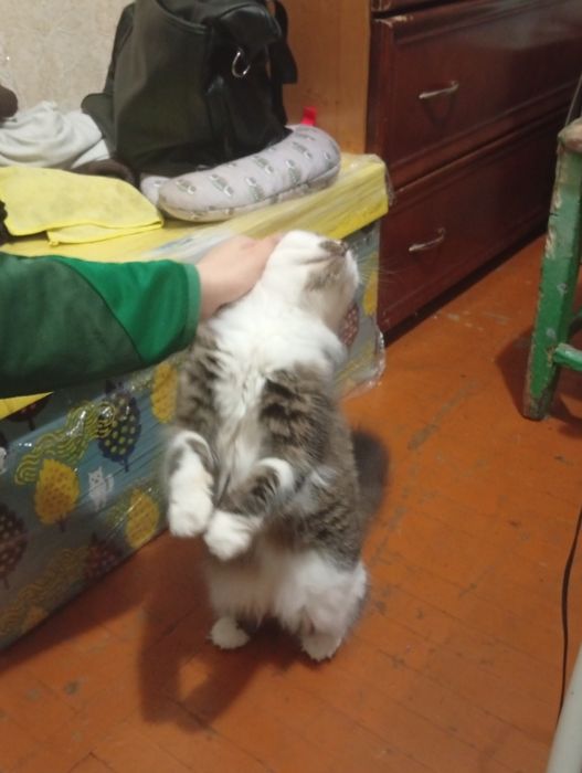 Віддам кота в добрі руки