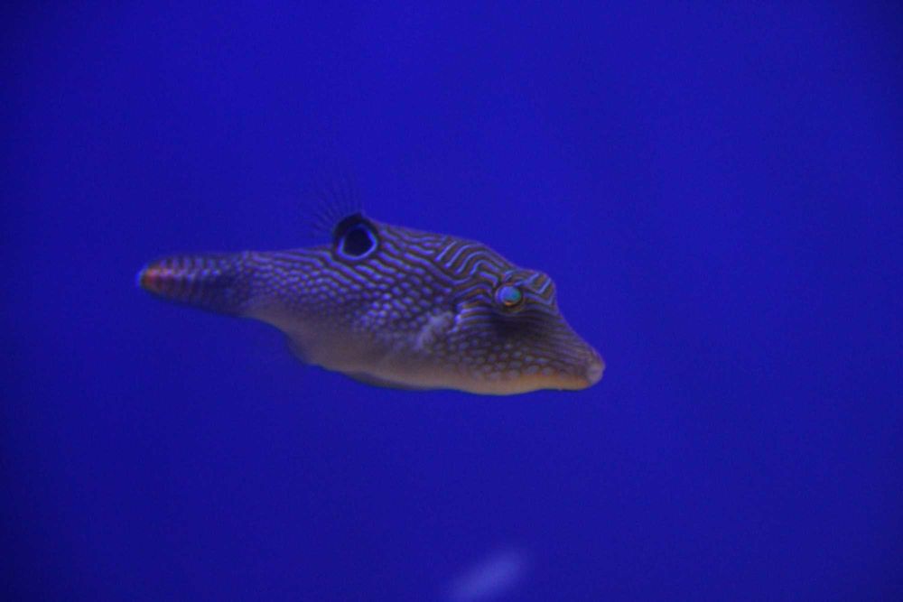 Cantigaster solandri. Morskie