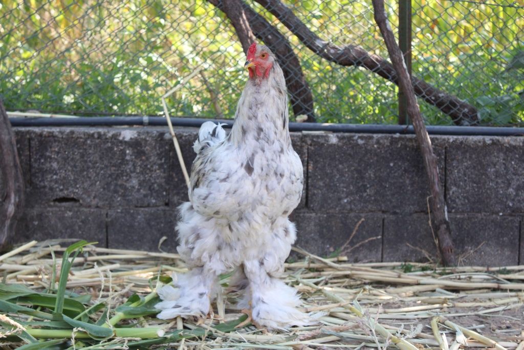 Galinha Raça Brahma
