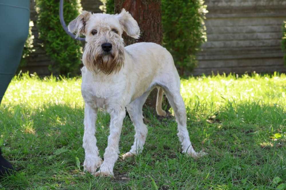 095474 Zuma do odpowiedzianej adopcji