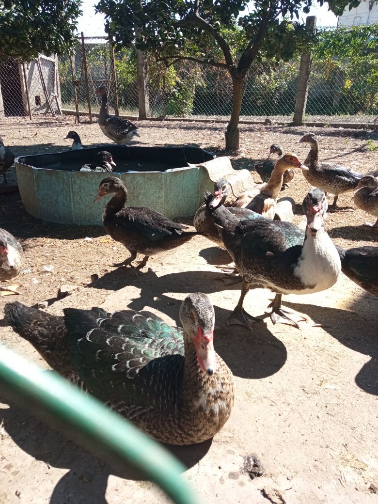 Patos mudos adultos