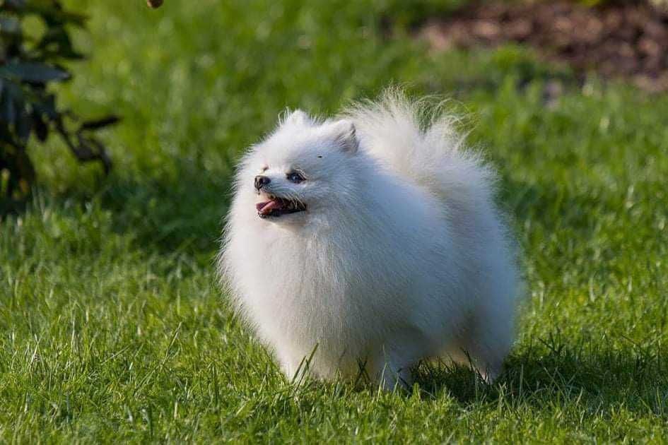 Pomeranian szpic miniaturowy  (FCI) - śliczne szczenię