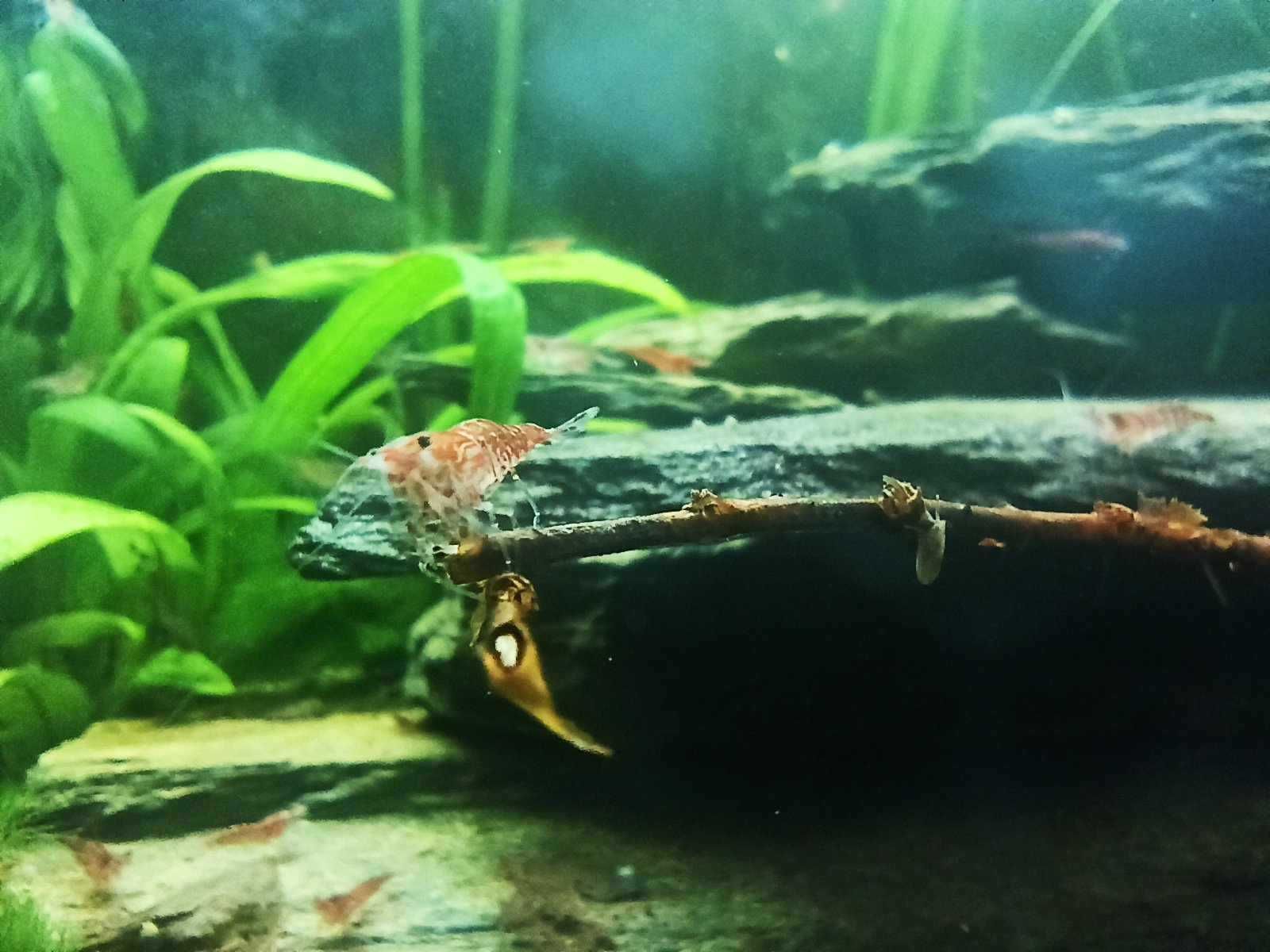 Krewetki Neocaridina pakiet 10 sztuk - WYSYŁKA!