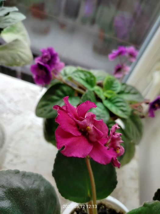 Пропоную обмін фіалками/листям