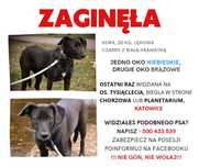 Zaginęła KORA może być w każdym województwie