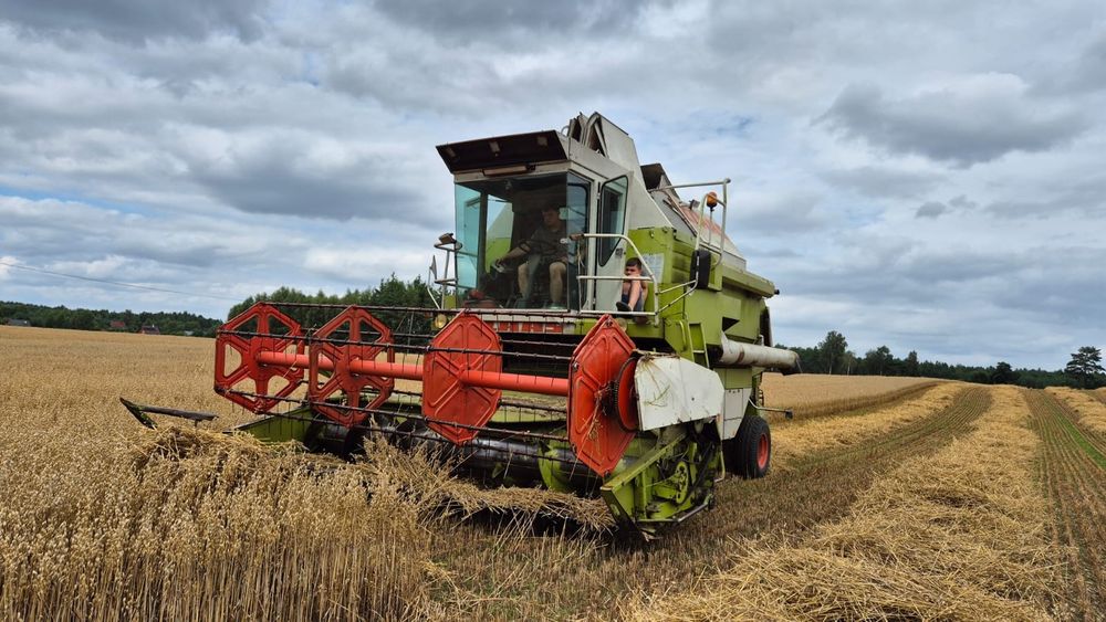 Sprzedam tegoroczny owies