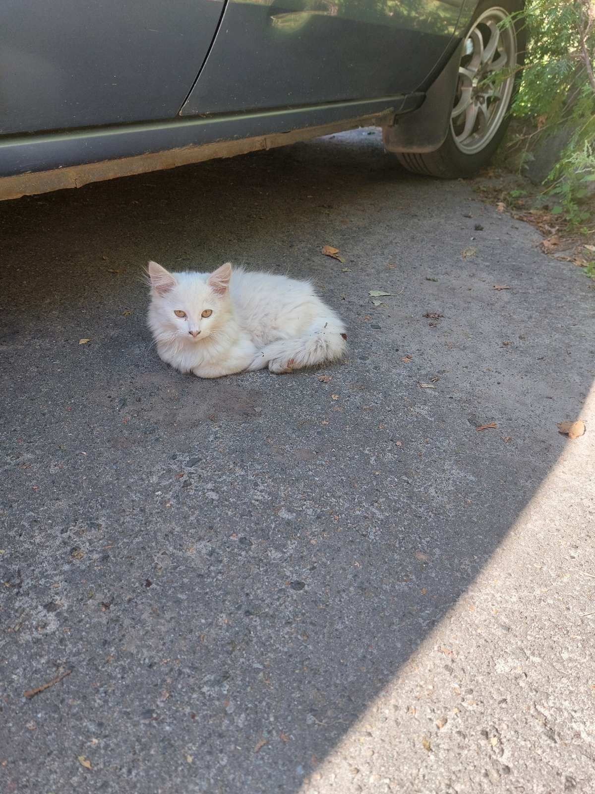 Белые котята ищут дом