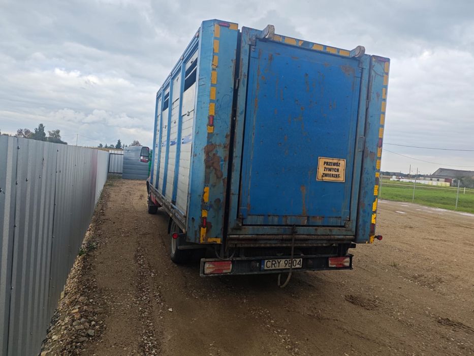 Iveco 50C18 3,5 dmc do żywca/ do zwierząt/ do bydła/ waga