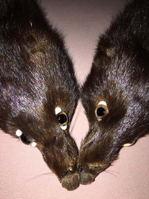 Горжетка норковая