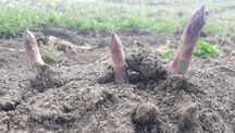Спаржа (Asparagus)