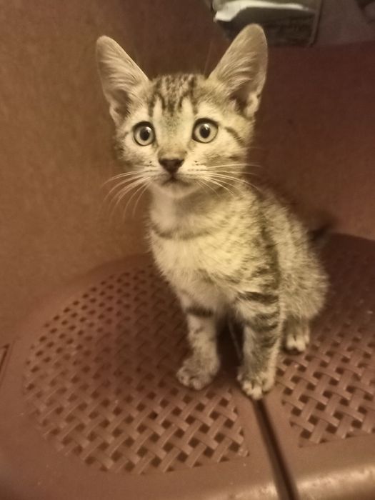 Котята  в добрі руки.