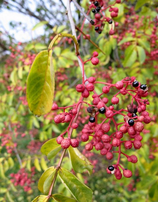 Sementes de Pimenta de Sichuan -10 sementes (RARA)