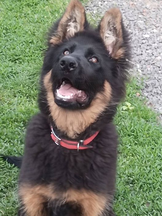 Щенки немецкой овчарки