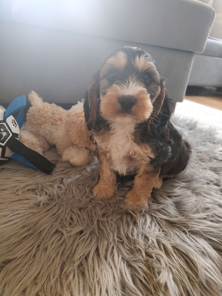 Cockapoo F1  pudel miniaturowy plus Cocker spaniel angielski