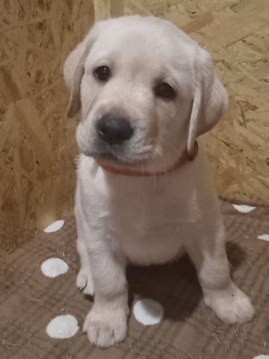 цуценят лабрадора КСУ