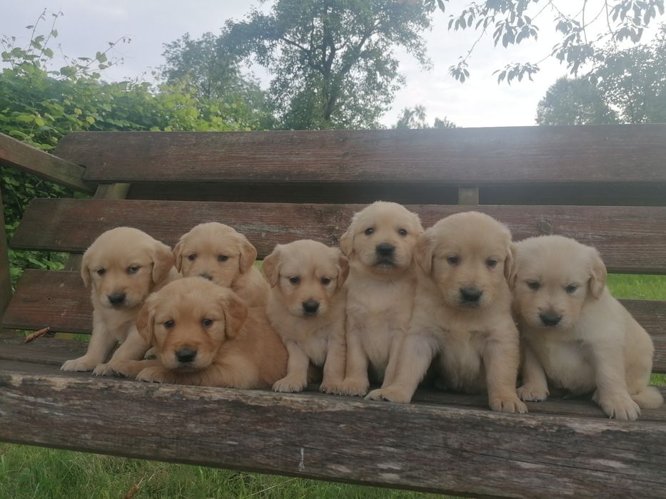 Golden retriever szczeniaki rodowodowe