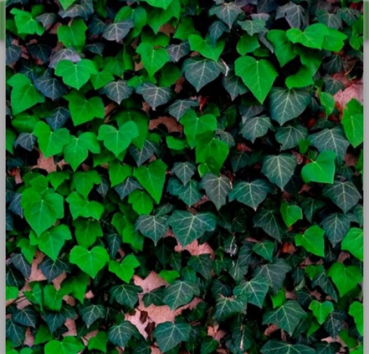 Продам вечно зелёного плющья.