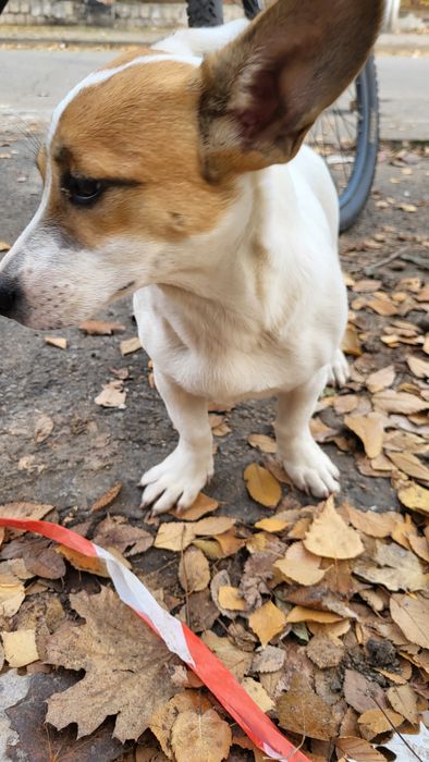 Собака маленька дівчинка