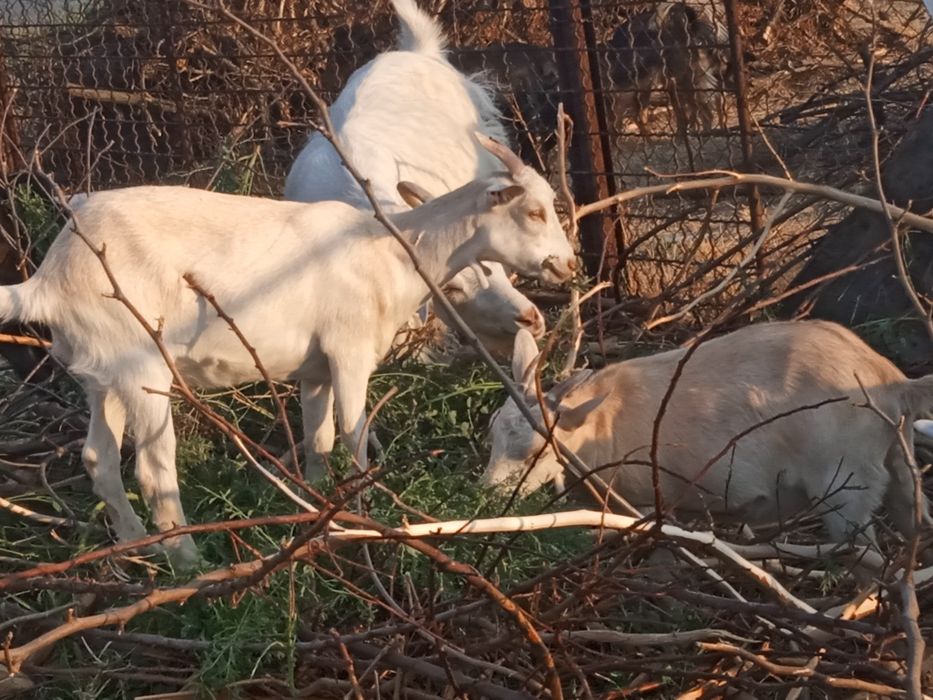 Продаются козлята и козочки  от высокоудоистых коз