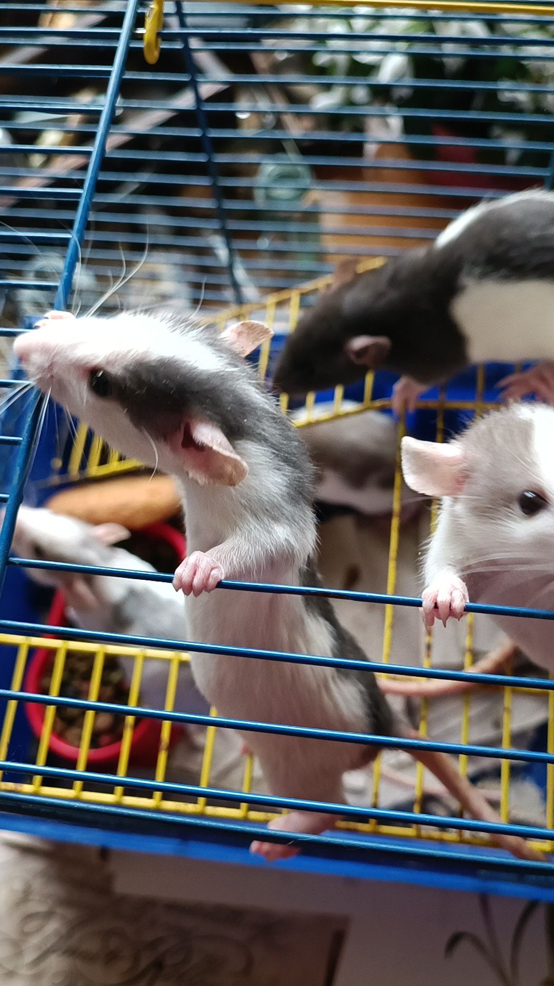 Крысы крысята Дамбо