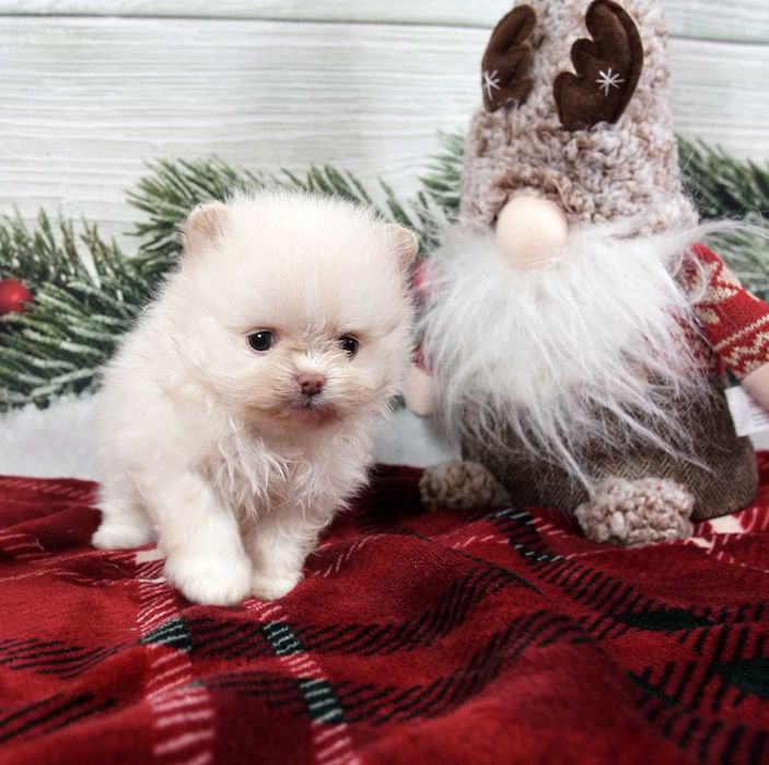 Szpic miniaturowy pomeranian maleńka beżowa sunia