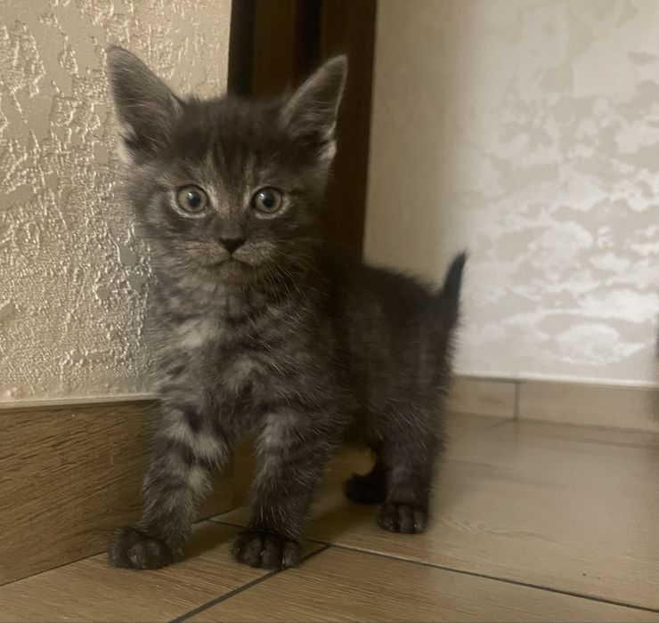 Kotki jasnoszare prażkowane do wydania