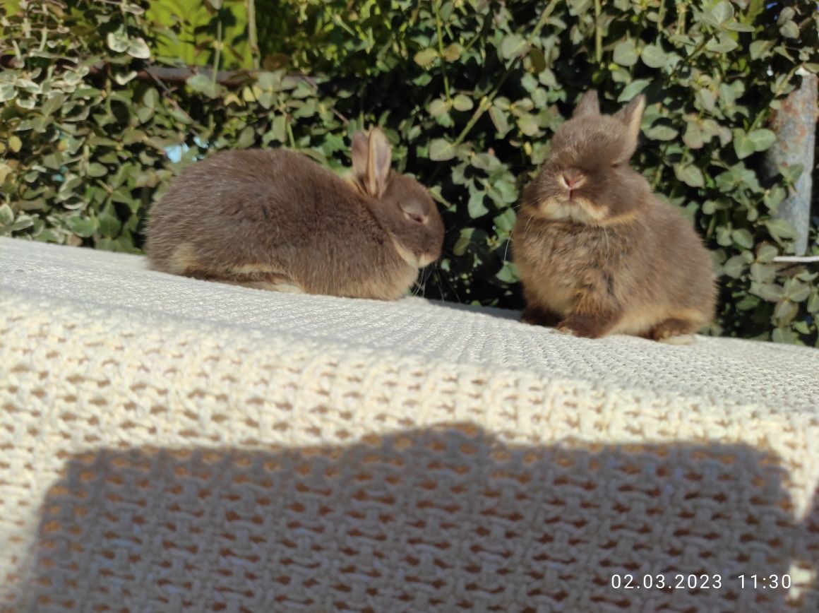 Кролики карликові, найменша порода