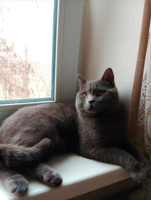 Кот на вязку. прямоухий