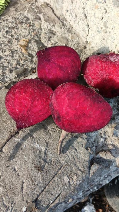 Столовий буряк RODITTI