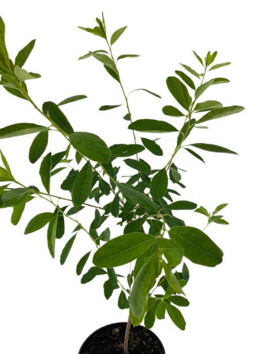 Obiela gronista Niagara 3l