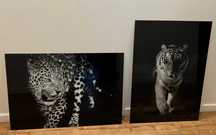 Obraz na szkle Animals 70x100 cm - SUPER OKAZJA !