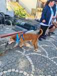 o AMADEU está para adoção!