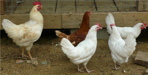 320 яиц в год снесут вам легорн  и ломан Браун