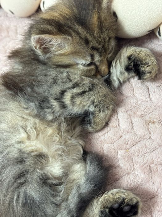 Кошеня, трьохмасне.