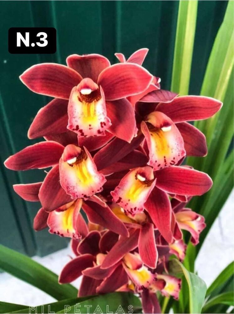 Orquídeas de coleção com 3 bolbos - mudas
