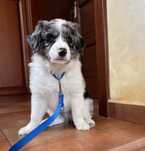 Border Collie - Piesek Blue Merle