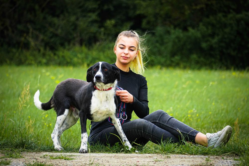 Pędzelek - piękny psiak szuka domu
