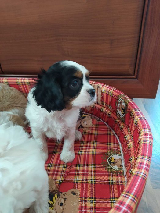 Cavalier King Charles Spaniel - Sochaczew